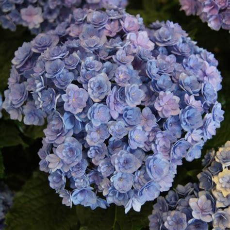 Гортензия крупнолистная Ю энд Ми Тугезе