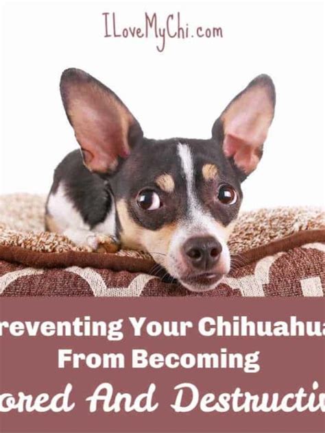 Top 10 Pet Strollers For Your Chihuahua I Love My Chi I