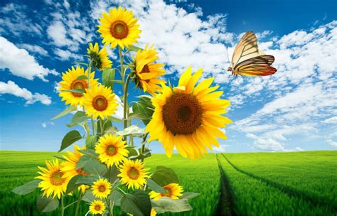 pc background wallpaper hd wallpaper pic