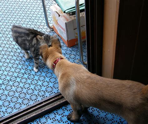 pasos  presentar correctamente  gato   perro todos