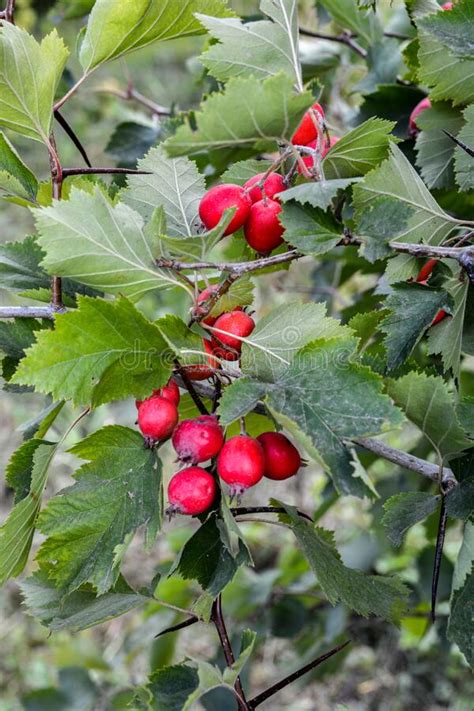 Hawthorn On The Trees Stock Photo Image Of Leaf Daylight 255614720