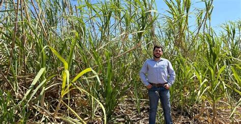 Manejo Biol Gico Auxilia Produtor A Atingir Toneladas De Cana De