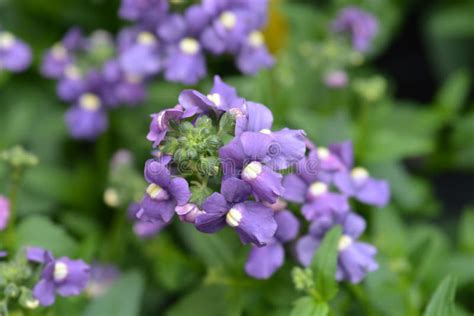 Bluebird Nemesia Stock Photo Image Of Spring Leaf 268507742