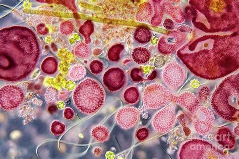 Purple Bacteria Photograph By Gerd Guenther Science Photo Library Pixels