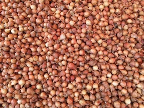 Арпаджик – АгроБорса | Agri.BG