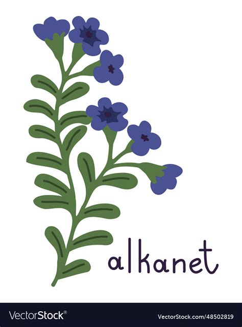 Isolated Alkanet Royalty Free Vector Image Vectorstock