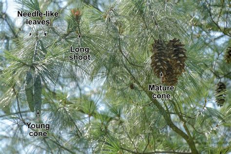 Pinus Strobus Eastern White Pine Strobilus Strobili Pinus Strobus