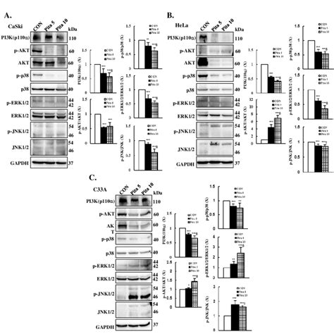 The PI3K AKT And MAPK Pathways Are Involved In Pitavastatin Induced