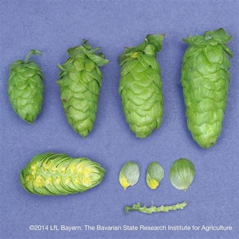 German Mandarina Bavaria | BSG | Bulk Brewing & Beer Supply Company