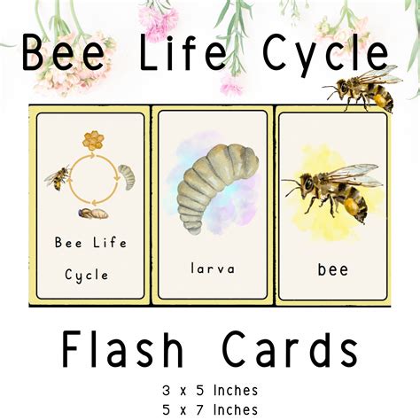 Life Cycle Flash Cards Life Cycle Of A Bee Poster Digital Etsy Australia