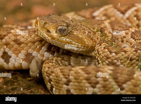 Baby rattlesnake hi-res stock photography and images - Alamy