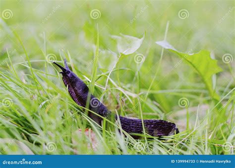 Snail Naked In The Grass Stock Image Image Of Grass 139994733