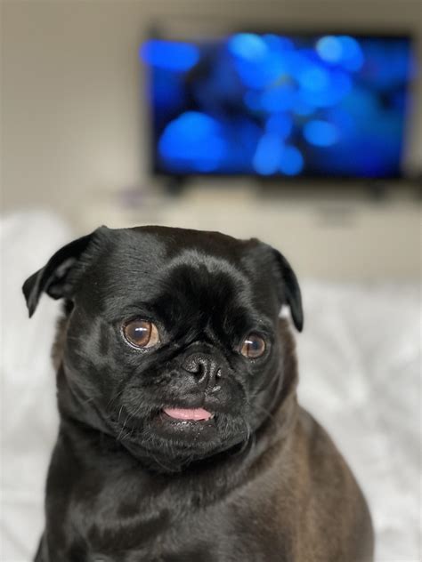 She knows what she did. I don’t know, but she does. : r/pugs