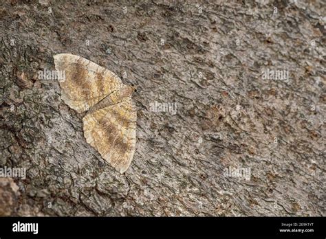 Yellow Shell Camptogramma Bilineata Moth Stock Photo Alamy