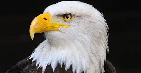 Eagle Bird Facts - AZ Animals