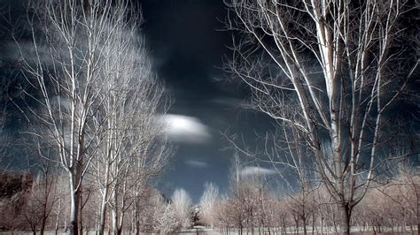 Birch Tree Wallpaper 1920x1080 55052