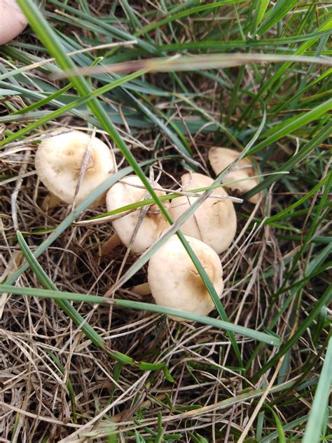 Гриб луговик (61 фото)