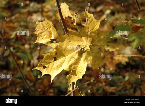 yellow maple leaf stock photo alamy
