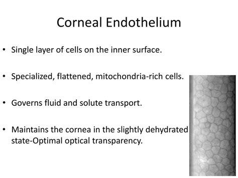 Endothelium Slide