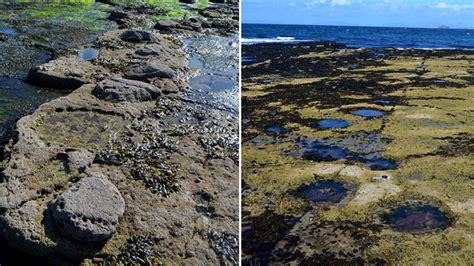 Hundreds Of Large Dinosaur Footprints Discovered On Scotland S Isle Of Skye Mental Floss