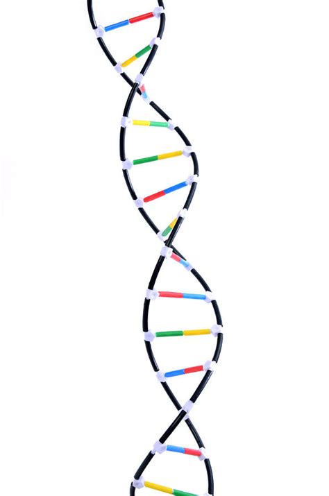 Double Helix Dna Model Photograph by Science Source - Pixels
