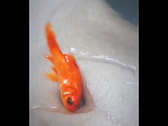 Goldfish Swimming In Hot Hole Lỗ xxx Mobile Porno Videos Movies iPornTV Net