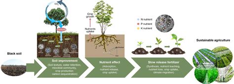 Slow Fertilizer Release With Biochar