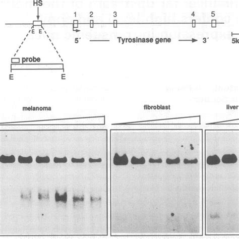 Threonine 308 And Serine 473 Mutants Undergo Constitutive Download Scientific Diagram