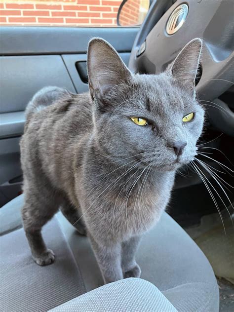 Smokey Rcats
