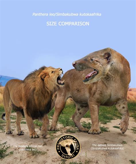 Simbakubwa and lion (size comparison) | Prehistoric animals, Extinct ...