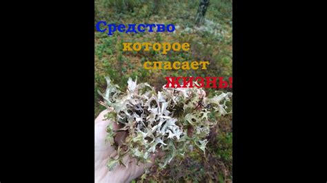 Исландский мох-спасает Жизнь! - YouTube