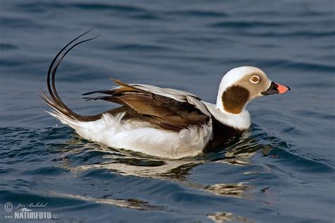 Eisente Bilder, Eisente Fotos | NaturFoto
