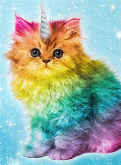 Love Me Some Caticorn Rainbow Kittens Unicorn Cat Rainbow Cat