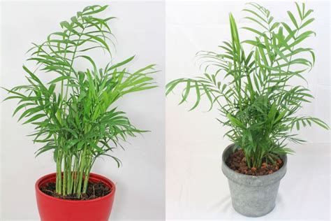 Хамедорея изящная (элеганс): правила ухода в домашних условиях ...