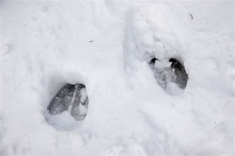 90+ Moose Tracks In Snow Stock Photos, Pictures & Royalty-Free Images - iStock