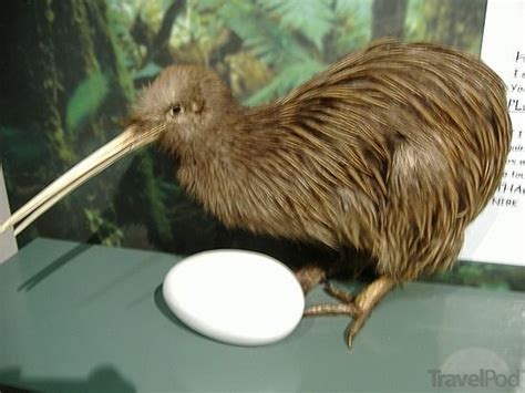 The Kiwi Bird Is Related To The Extinct Elephant Bird The Evidence