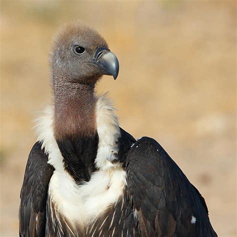 White-rumped vulture (Gyps bengalensis)