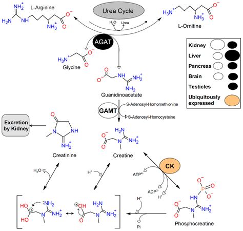 Nutrients Free Full Text Metabolic Basis Of Creatine In Health And