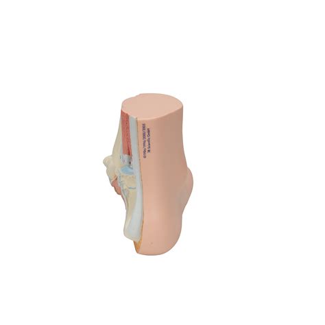 Anatomical Teaching Models Plastic Human Joint Models Foot Model