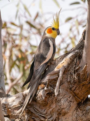 Cockatiel (Nymphicus hollandicus) | Gundabooka National Park… | Flickr