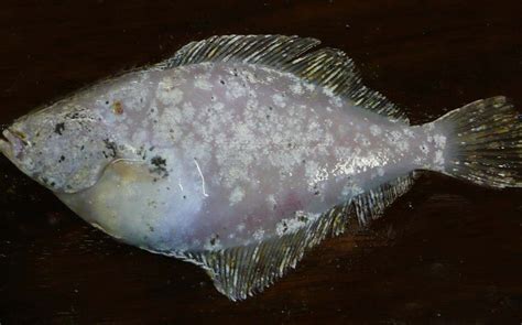 Abnormal Pigmentation On Blind Side Of Common Dab