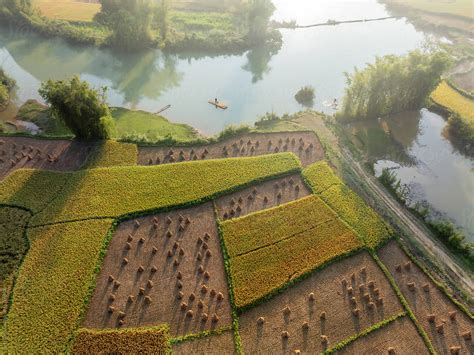 Aerial View Of Rice Fields By Stocksy Contributor Vinh Dao Stocksy