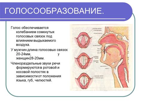 Что сделать чтобы появился голос: Как восстановить осипший голос при ...