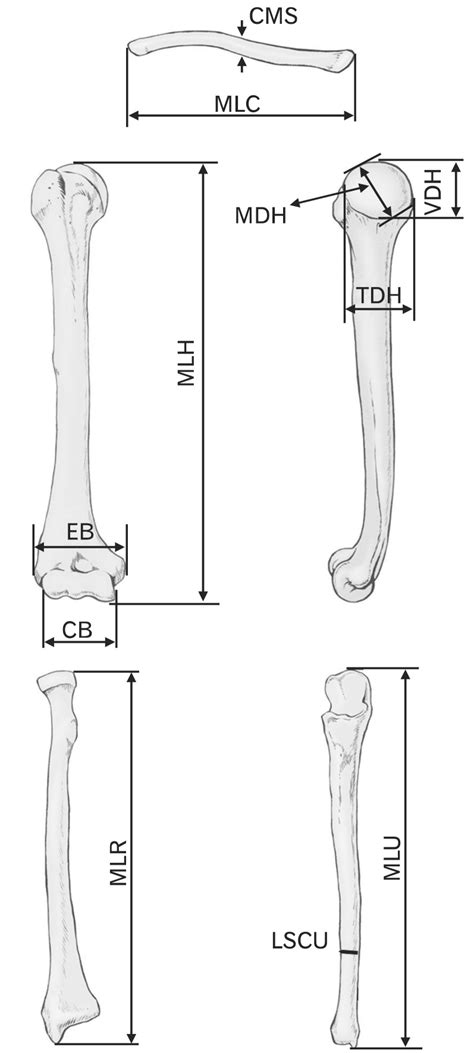 Variables Used For Sex Determination CB Condylar Breadth Of Humerus