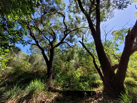 blog celebrating  years  bronte gully bushcare  nature