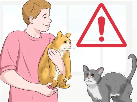 can cat scared indoors 9