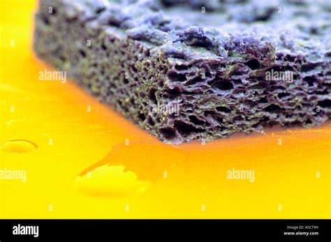 A Dirty Kitchen Sponge Breeding Bacteria Stock Photo Alamy