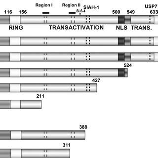 Functional Domains Of Full Length Icp And Icp Truncation Mutants A