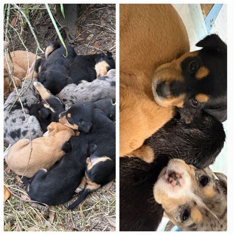 grimes county animal rescue 10