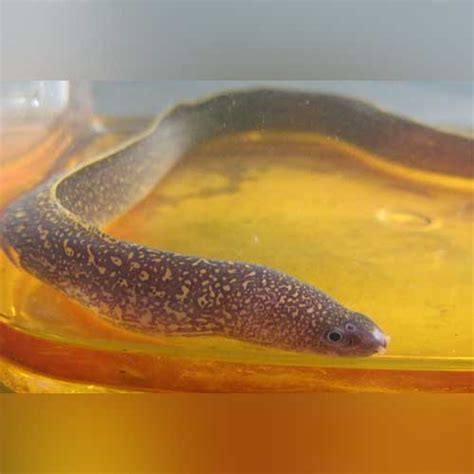 Brackish Snowflake Moray Eel for sale — AquariumFishSale.com